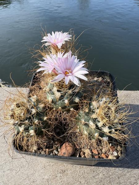 Turbinicarpus pseudomacrochele